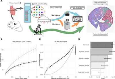 Full-Length Spatial Transcriptomics Reveals the Unexplored Isoform Diversity of the Myocardium Post-MI